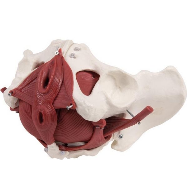 Anatomisch Model Bekken - 12 Delig