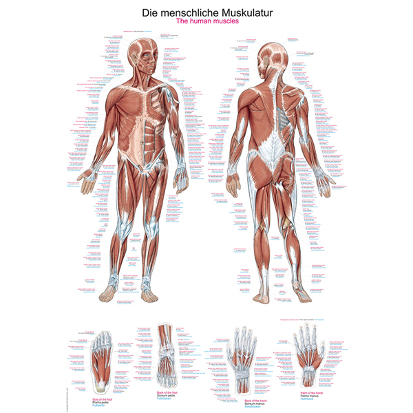 Anatomische Kaart Menselijke Spieren