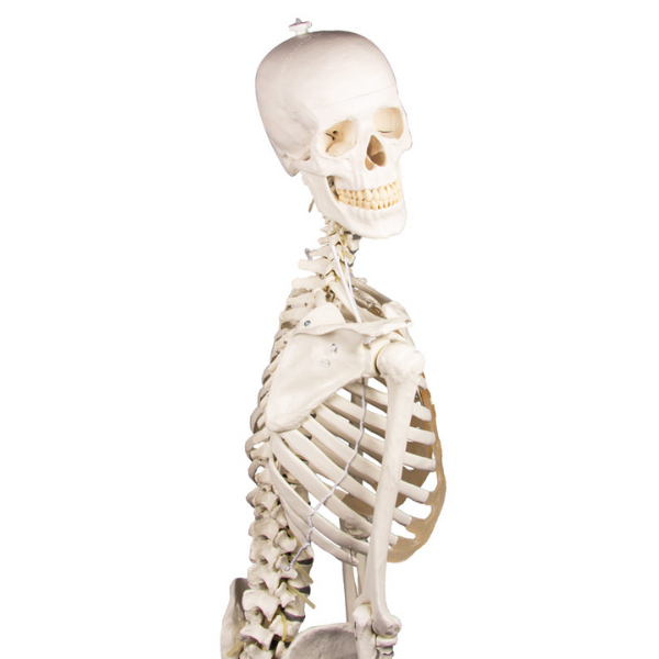 Menselijk skelet