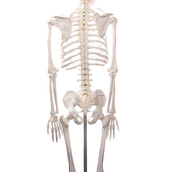 Labe verwijzen ego Skelet Menselijk Lichaam | Anatomisch skelet van een volwassen man Oscar |  2960