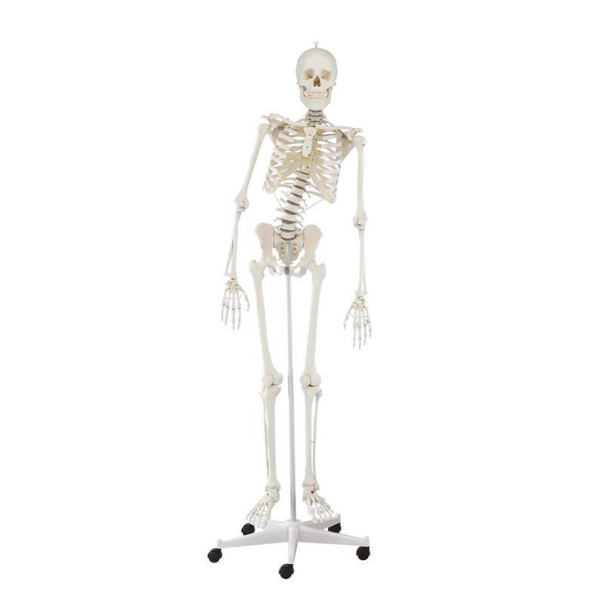 benzine Emotie bang Skelet Menselijk Lichaam | Skelet met beweegbare ruggengraat Hugo | 3014