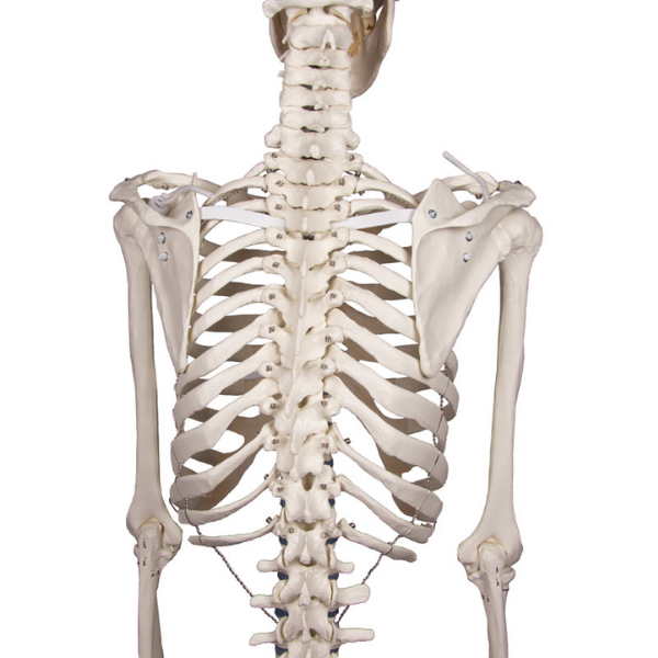 Menselijk Skelet Van Een Volwassen Man Met 200 Botten Willi