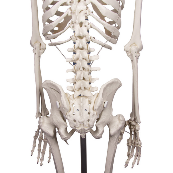 Menselijk Skelet Van Een Volwassen Man Met 200 Botten Willi