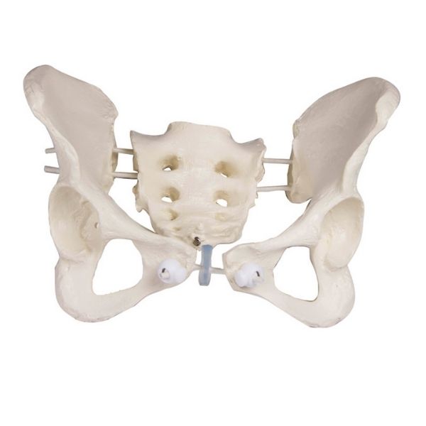 Anatomisch Model Bekken - Flexibel