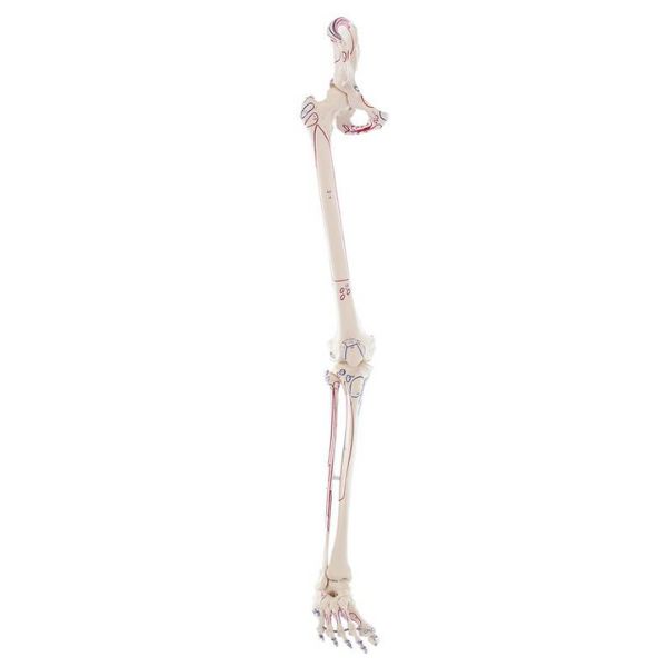 Skelet Van Het Been Met Halve Bekken